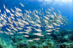 Schooling fish sweeping by by Andy Lerner 